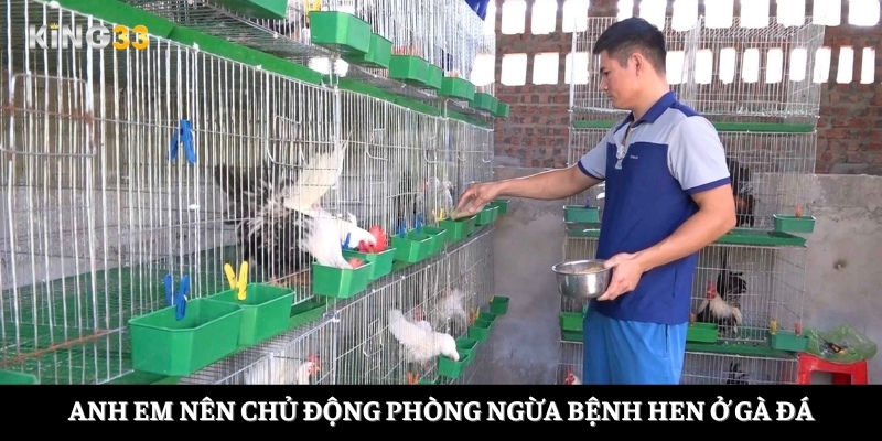 Anh em nên chủ động phòng ngừa bệnh hen ở gà đá