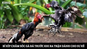 chăm sóc gà đá trước khi ra trận