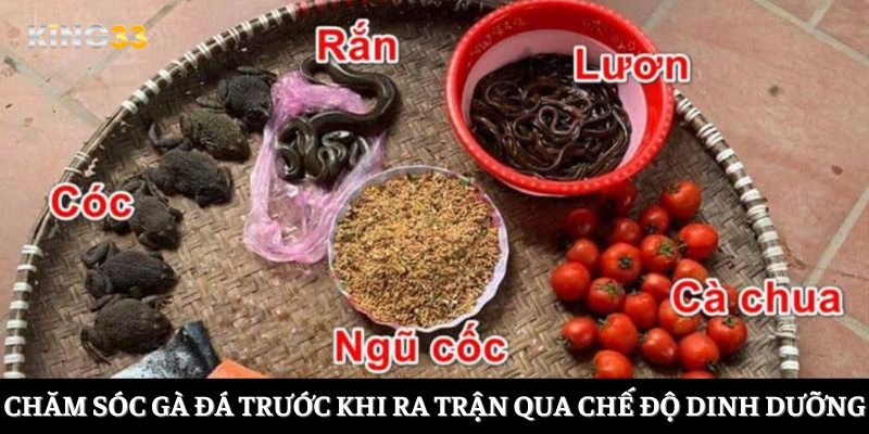 Chăm sóc gà đá trước khi ra trận qua chế độ dinh dưỡng