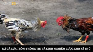 đá gà cựa tròn