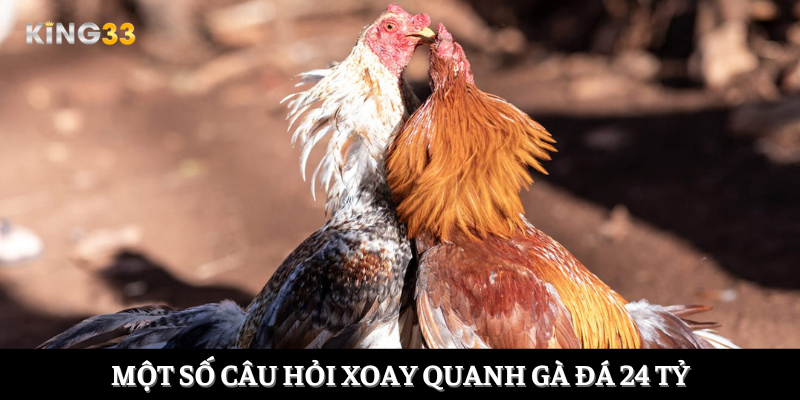 Một số câu hỏi xoay quanh gà đá 24 tỷ